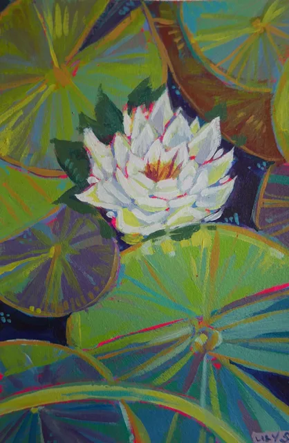 Water Lily